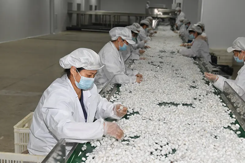 raw material inspection for silk bedding production