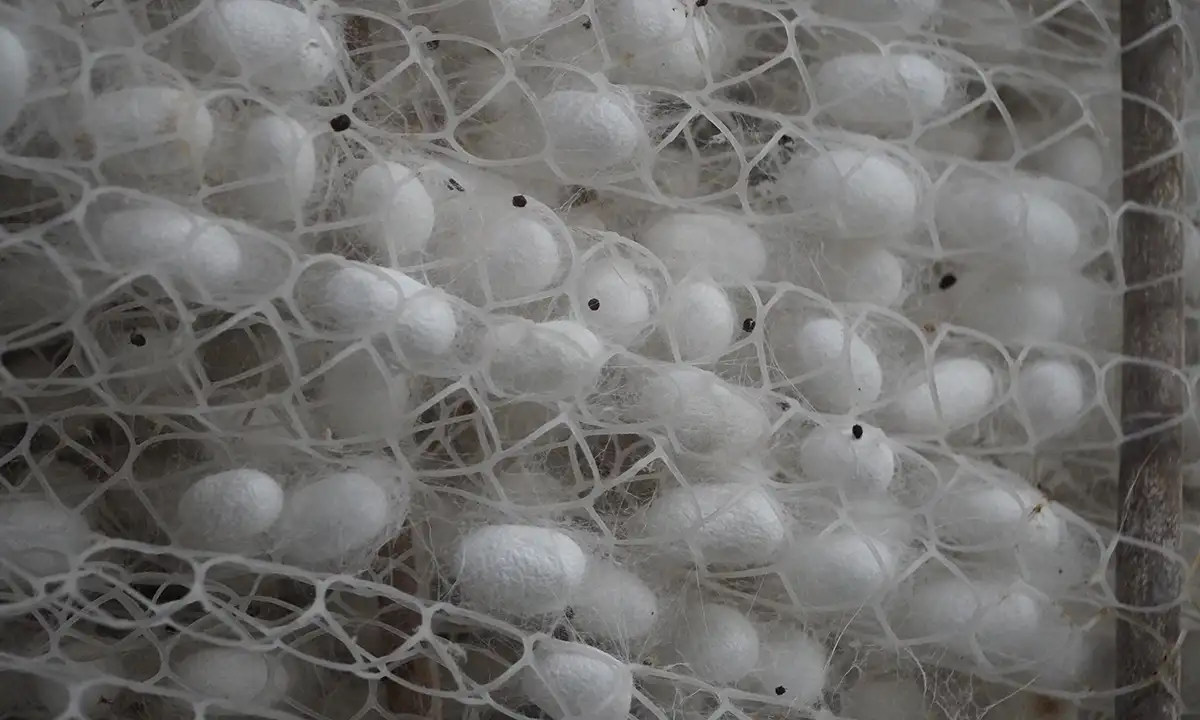 High-grade mulberry silk fibers and fabric