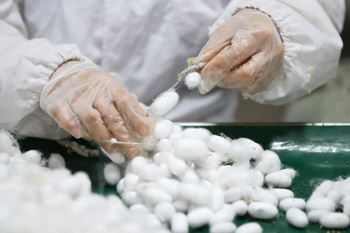 Quality control process of raw silk cocoons through manual inspection